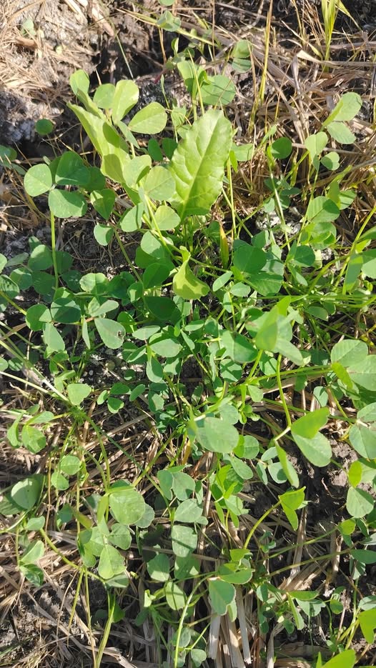 تأثير النيوتجرؤ بعد 5ايام